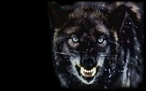 Angry Wolf Wallpaper 1280x800 63660