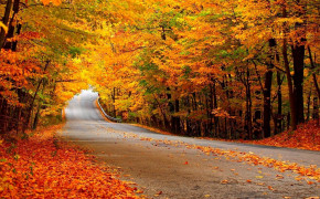 Autumn Fall Wallpaper 1280x800 63850
