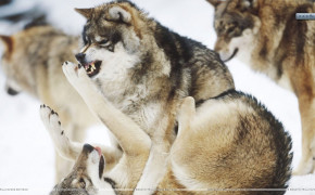 Angry Wolf Wallpaper 1920x1080 63680