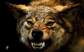Angry Wolf Wallpaper 1280x800 63671