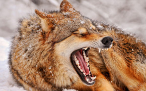 Angry Wolf Wallpaper 1920x1080 63676