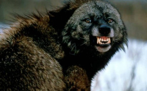 Angry Wolf Wallpaper 1280x800 63691