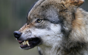 Angry Wolf Wallpaper 5120x2880 63682