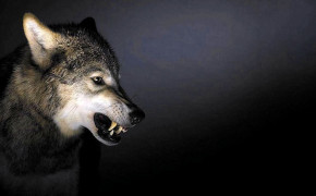 Angry Wolf Wallpaper 1292x735 63678