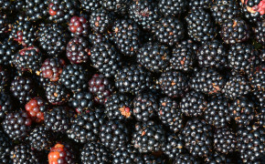 Black Berries Wallpaper 6000x4000 67123