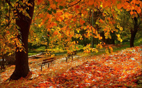 Autumn Fall Wallpaper 1332x850 63869