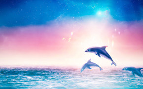 Dolphin Wallpaper 2560x1700 65645