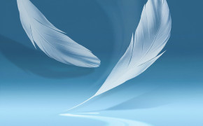 Feather HD Images 06074