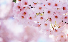 Pink Blossom Wallpaper 2880x1800 64124