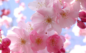 Pink Blossom Wallpaper 1920x1080 64114
