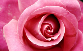 Pink Rose Widescreen Wallpapers 07163