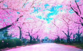 Sakura Wallpaper 1332x850 65908