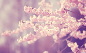 Pink Blossom Wallpaper 3840x2160 64109