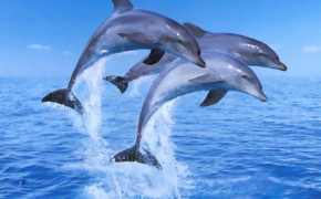 Dolphin Wallpaper 1024x768 65648