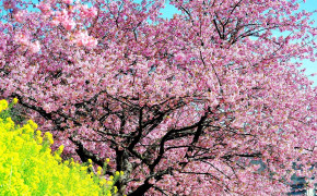 Pink Blossom Wallpaper 2560x1440 64112