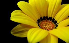 Yellow Flower Desktop Wallpaper 07428