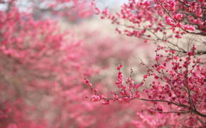Pink Blossom Wallpaper 2880x1800 64115