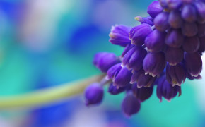 Purple Flower Images 07178