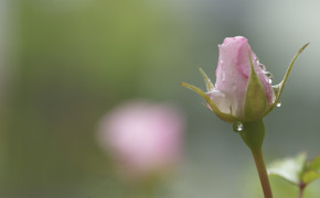 Rose Bud Background Wallpapers 07240