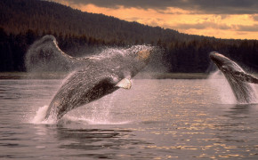 Humpback Whale Wallpaper 06528
