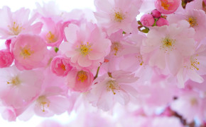 Pink Blossom Wallpaper 3840x2160 64103