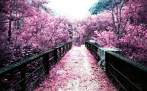 Pink Blossom Wallpaper 1023x614 64106