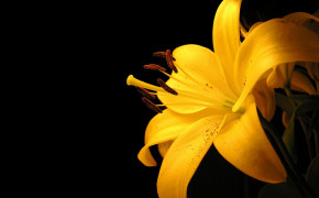 Yellow Flower Wallpaper HD 07436