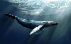 Whale Wallpaper 1920x1456 66031