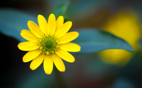 Yellow Flower Images 07432