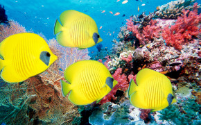 Underwater Tropical Fish Coral Reef Wallpaper 06591