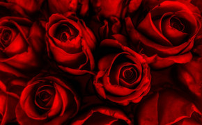 Red Rose Images 07227
