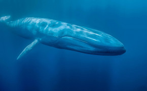 Whale Wallpaper 3686x1944 66021