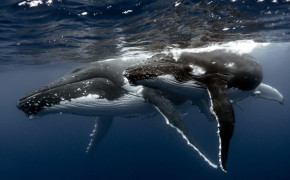 Whale Wallpaper 2560x1600 66030