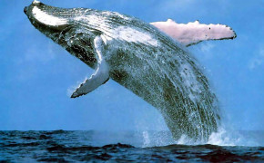 Whale Wallpaper 1024x768 66024