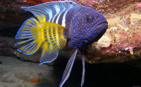 Colorful Tropical Fish Underwater Wallpaper 06500