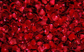 Red Rose Wallpaper HD 07231
