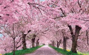 Cherry Blossom Background Wallpaper 06771