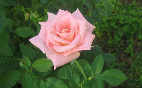 Pink Rose Images 07157