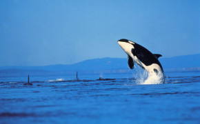 Orca Killer Whale Desktop Wallpaper 06574