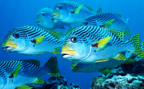 Fish Ocean Sea Life Wallpaper 06511