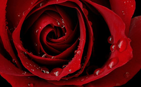Red Rose Widescreen Wallpapers 07233