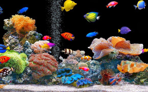 Animated Fish Tank Desktop Wallpaper 06482