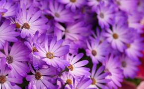 Purple Flower Pics 07180