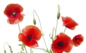 Poppy HD Images 07167