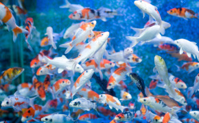 Aquarium Fish Tank Wallpaper 06483