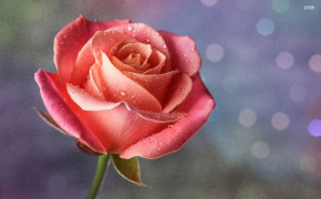 Pink Rose 07164