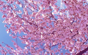 Cherry Blossom Pics 06779
