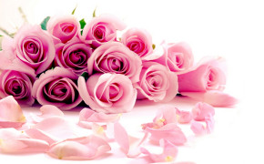 Pink Rose Background Wallpapers 07152