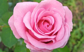 Pink Rose Photos 07158