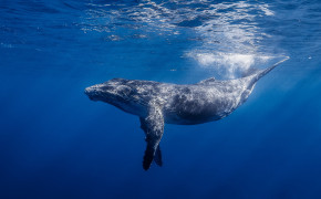 Blue Ocean Whale Underwater Wallpaper 06493
